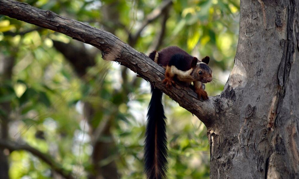 Una ardilla malabar en un árbol. 