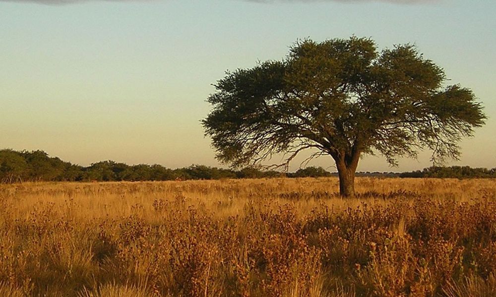 imagen de las pampas. un árbol y pastizal marrón