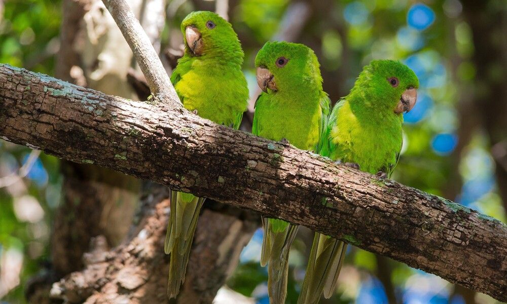 Pericos mexicanos en el Parque Nacional Revillagigedo, en México