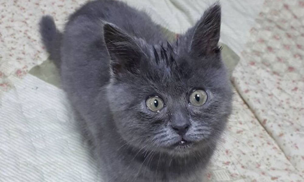 fedya gato gris con expresión de sorpresa mirando a cámara de cachorro, bebé