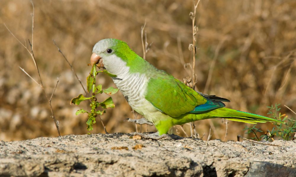 Perico monje, el ave de Sudamérica que fue introducida en Europa