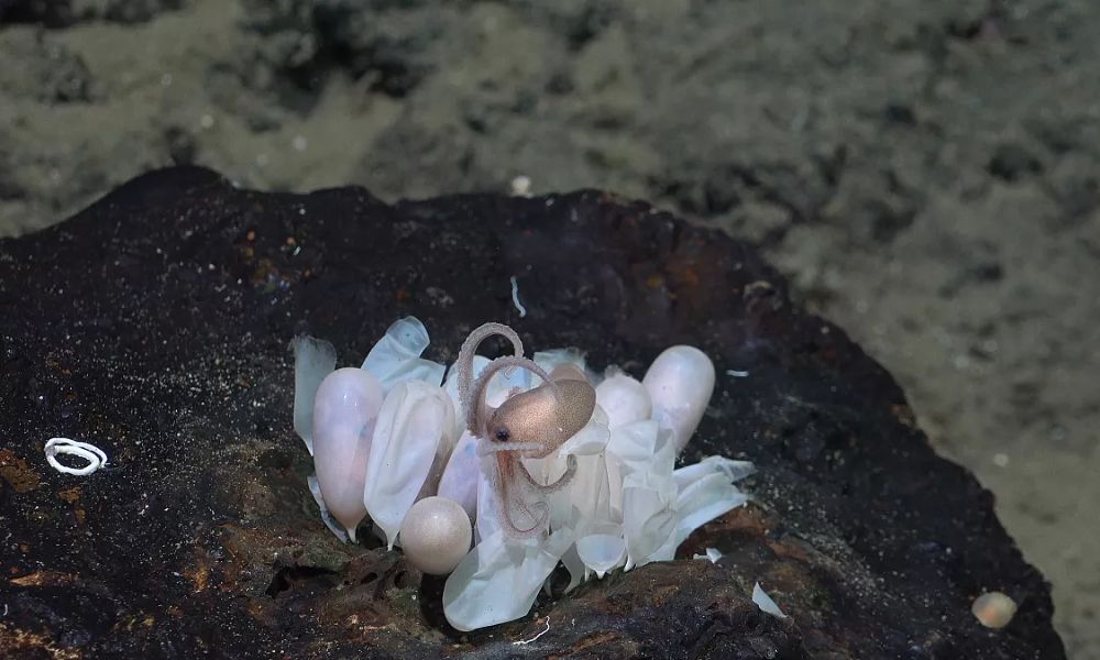 Huevos de pulpo junto a cría recién nacida bajo el mar.