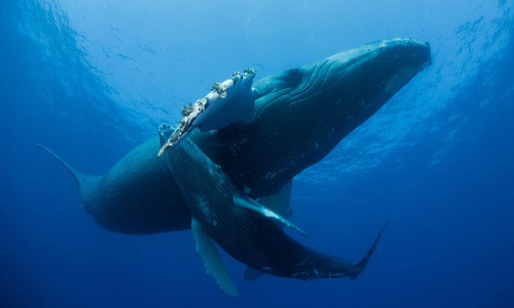 Ballenas en el Parque Nacional Revillagigedo, en México