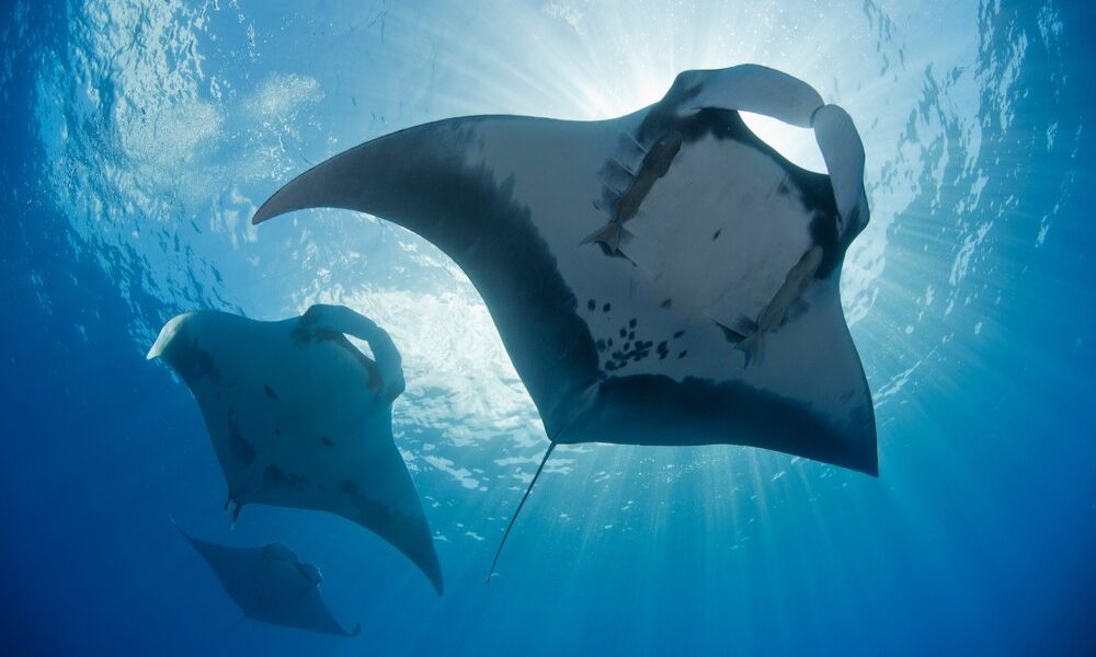 Mantarrayas en el Parque Nacional Revillagigedo, en México