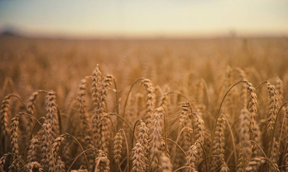 Sequía en un campo de trigo, que dio origen a "Que llueva, que llueva"