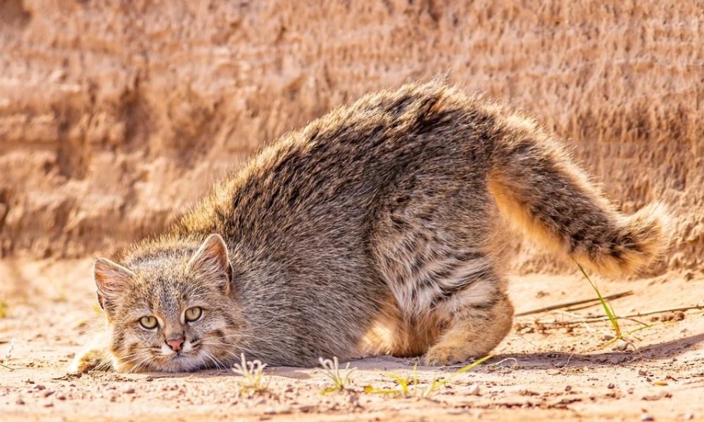 felino salvaje en hábitat seco árido