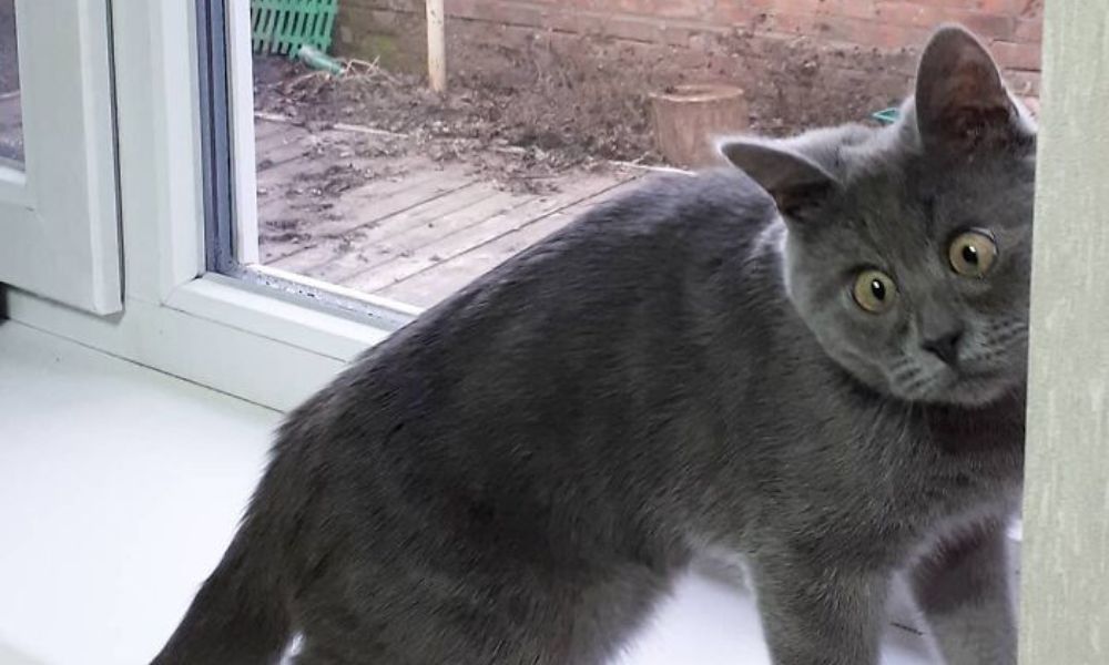 un gato gatito gris mirando sorprendido