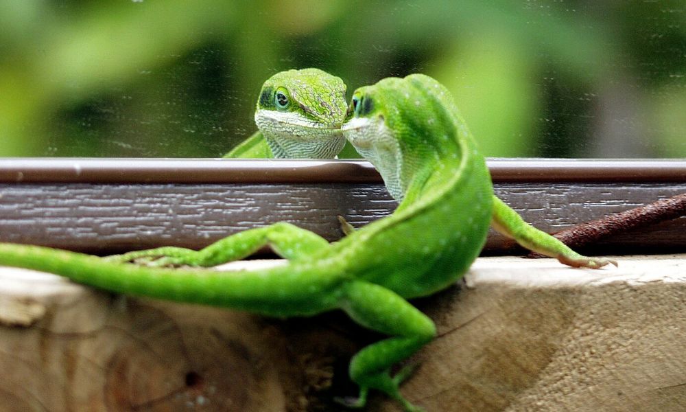 Anolis verde, el reptil endémico de Estados Unidos