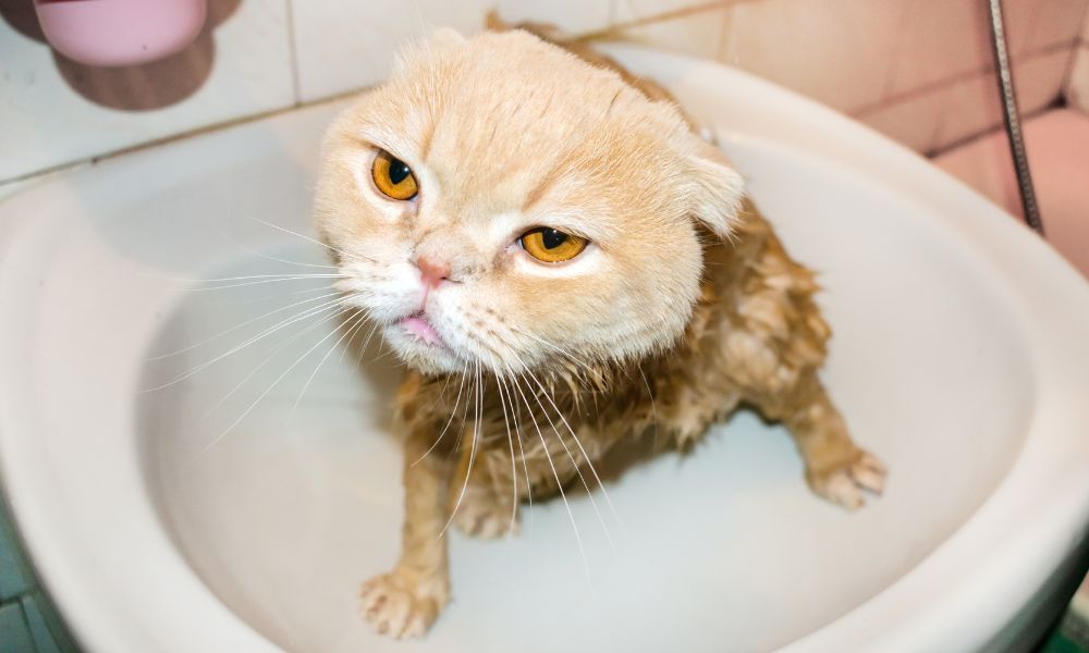 gato y agua dandose un baño enojado pelaje naranja y blanco