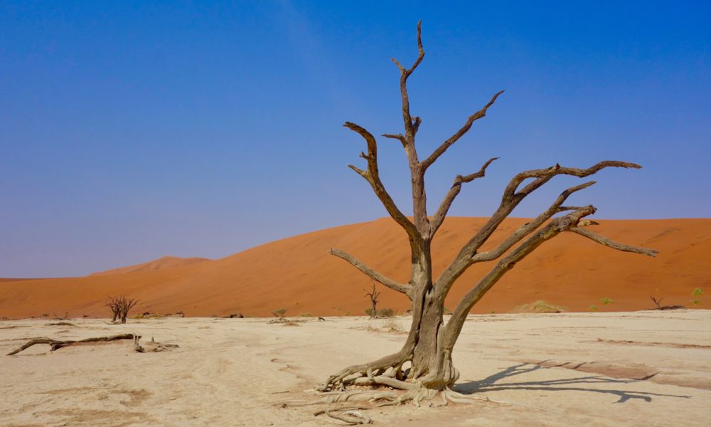 Deadvlei, el desierto de Namibia que tiene árboles milenarios