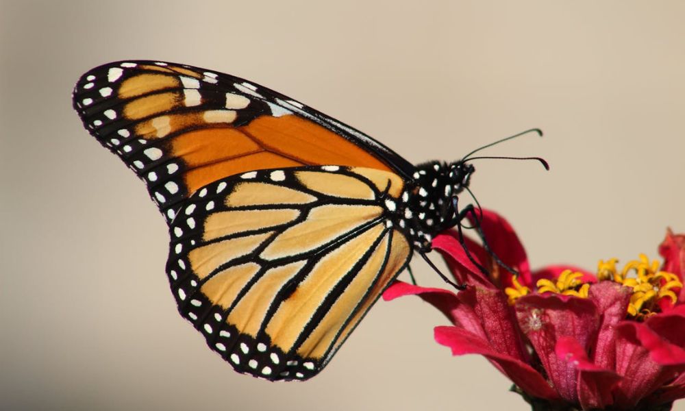 Mariposa polinizando una flor