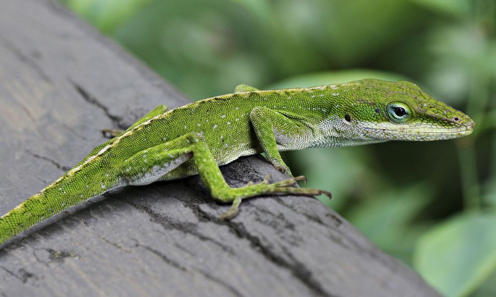 Camaleón americano, el reptil que puede camuflarse fácilmente