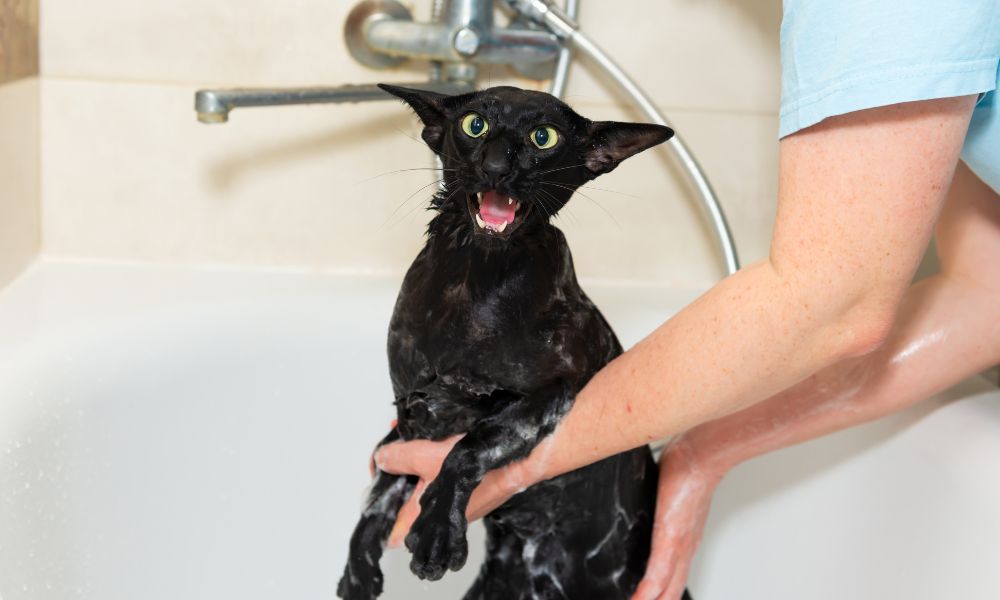 gato y agua dandose un baño enojado pelo negro