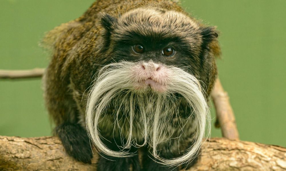 Saguinus imperator, el curioso primate de bigote blanco