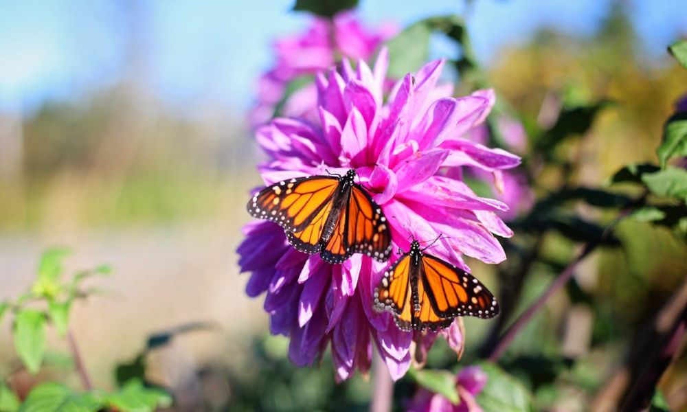 Mariposas sobre una flor