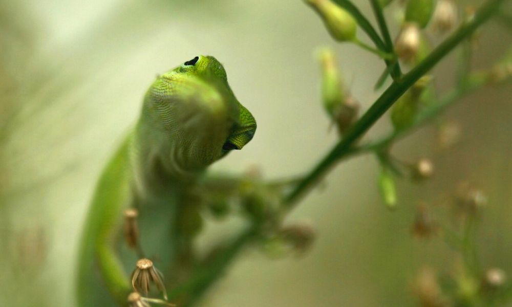 Camaleón americano, el reptil que puede camuflarse fácilmente