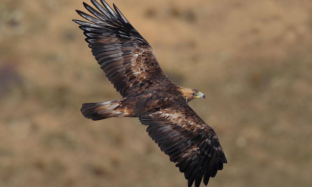 Un águila real en pleno vuelo. 