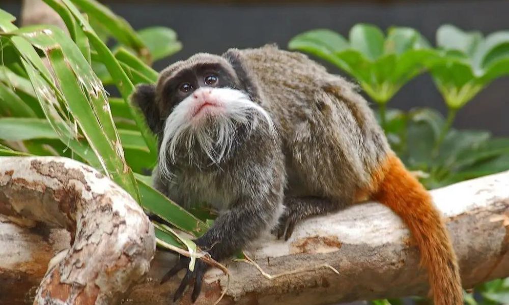 Saguinus imperator, el curioso primate de bigote blanco