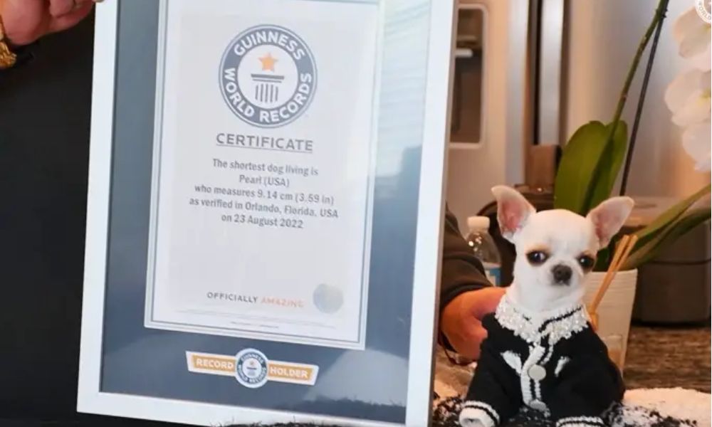 chihuahua Pearl, el perro más pequeño del mundo