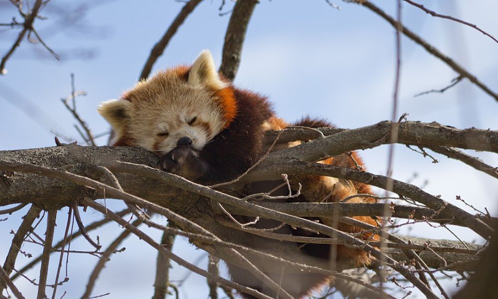 Un panda rojo dormido. 