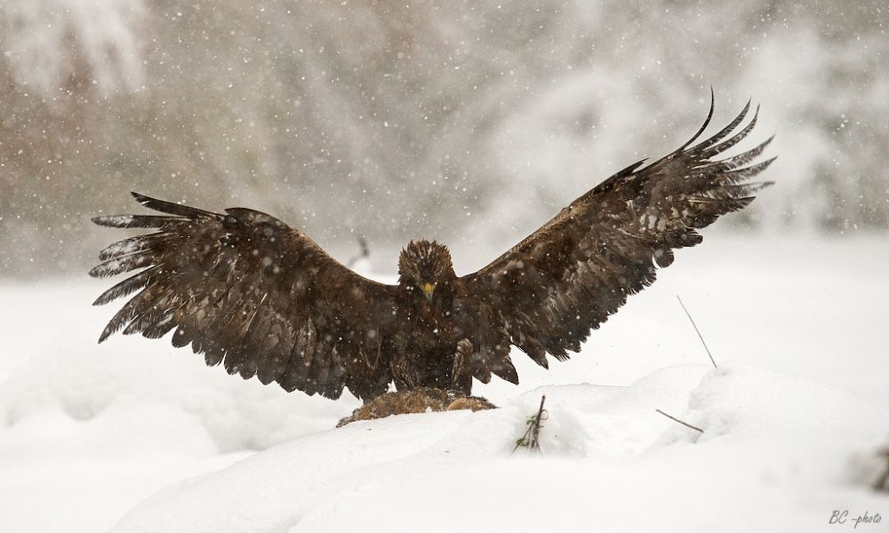 Un águila real en la nieve.