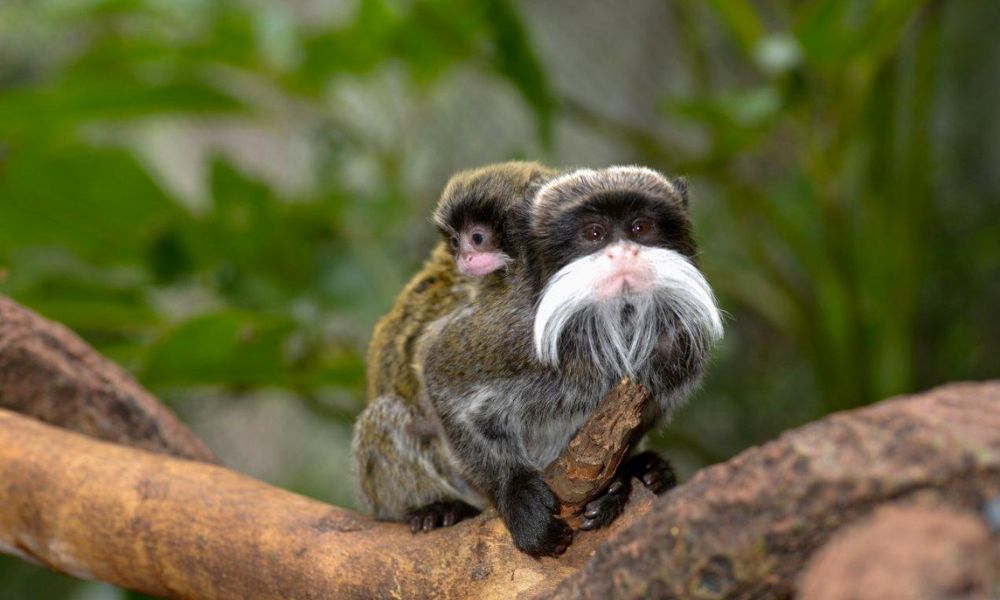 Tití emperador, el primate de bigotes blancos que sólo habita en Sudamérica