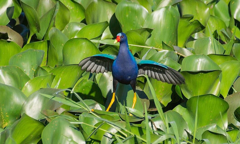 Pollona azul en la naturaleza. 