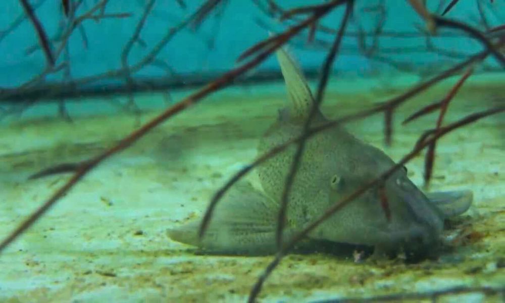 Un ejemplar de vieja de agua en la naturaleza. 