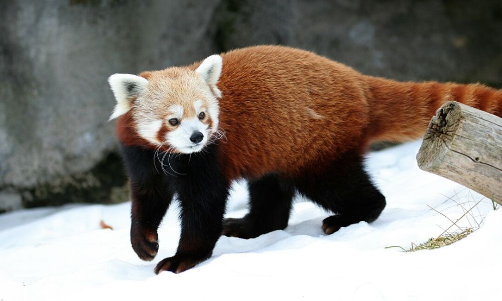 Un panda rojo en la nieve. 