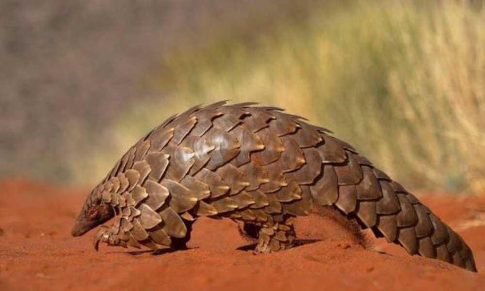 pangolín gigante, animal que se creía extinto