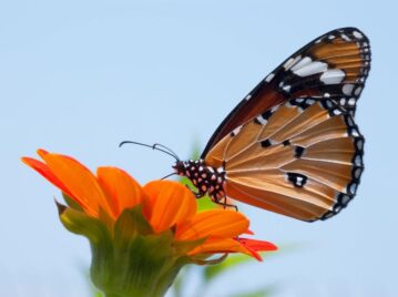 Mariposa polinizando una flor