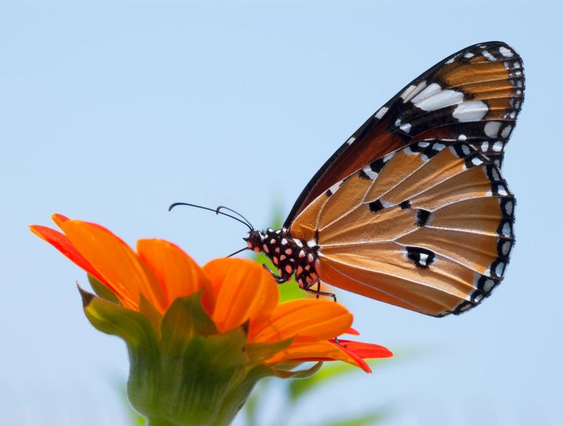 Mariposa polinizando una flor