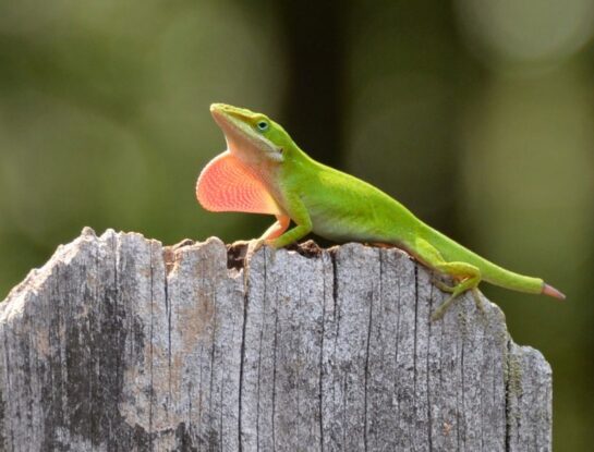 Anolis verde, el reptil de garganta roja que habita en América
