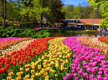 Ruta del Tulipán, paseo turístico de los Países Bajos