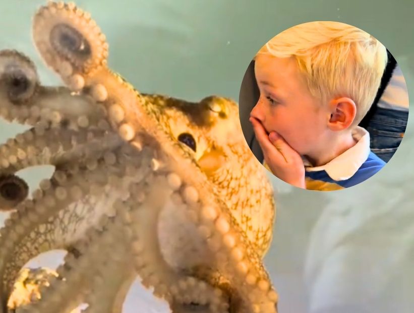 pulpo terrance y niño rubio sorprendido mascota