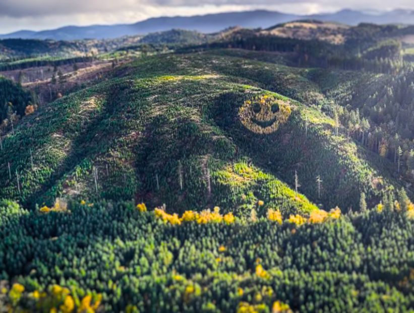 carita feliz en medio de un bosque verde