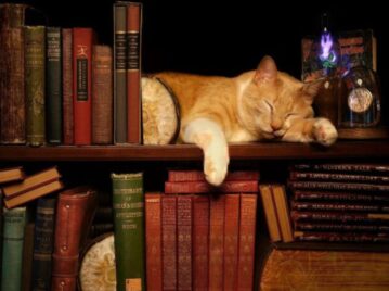 un gatito naranja y blanco durmiendo en una biblioteca entre libros