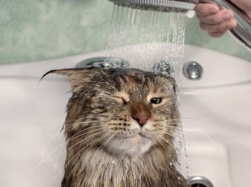 gato siendo bañado con agua, cara de enojado