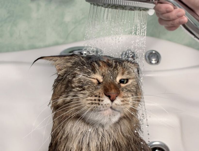 gato siendo bañado con agua, cara de enojado