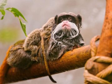 Tití emperador, el primate de bigotes blancos que sólo habita en Sudamérica