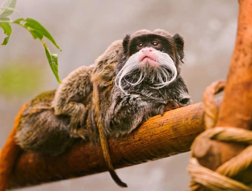 Tití emperador, el primate de bigotes blancos que sólo habita en Sudamérica