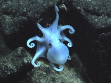 pulpo fantasma pulpo casper octópodo bajo el mar pálido blanco rodeado por rocas negras marrones