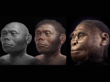 Homo floresiensis, hobbit