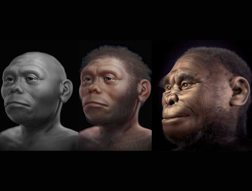 Homo floresiensis, hobbit