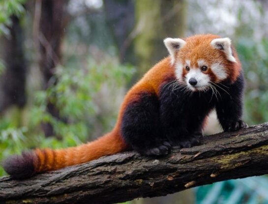 Panda rojo, un adorable animal, en peligro de extinción, que solo habita en una pequeña región de Asia