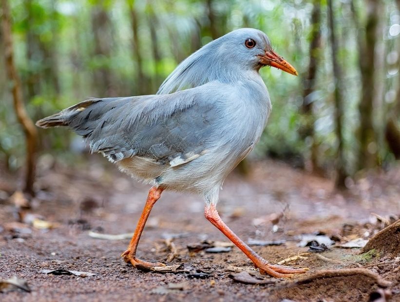 kagu