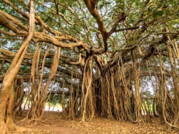 árbol más grande del mundo visto desde abajo con sus raíces áereas y la copa de árbol más extensa