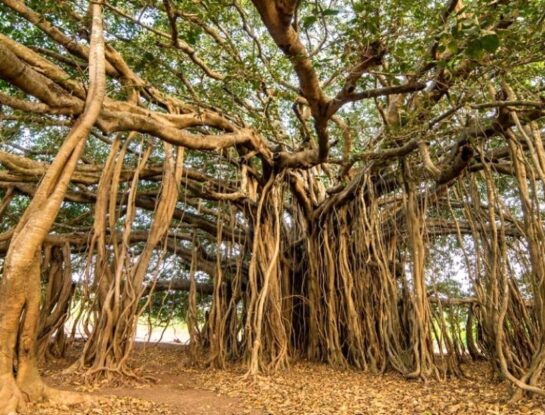 El árbol más grande del mundo: mide 19.000 m² y forma su propio bosque