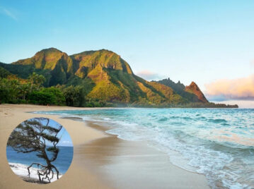 Playa Waihe'e, un paisaje natural de ensueño que tiene un curioso árbol