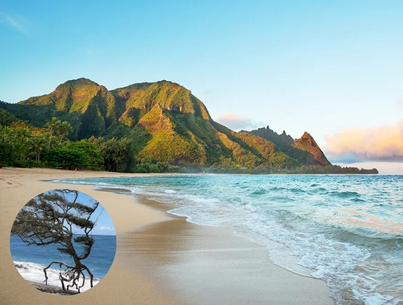 Playa Waihe'e, un paisaje natural de ensueño que tiene un curioso árbol